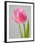 Pink Tulips-Jamie & Judy Wild-Framed Photographic Print