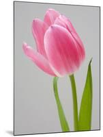 Pink Tulips-Jamie & Judy Wild-Mounted Photographic Print