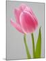 Pink Tulips-Jamie & Judy Wild-Mounted Photographic Print