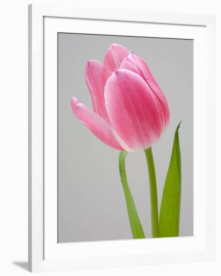 Pink Tulips-Jamie & Judy Wild-Framed Photographic Print