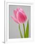 Pink Tulips-Jamie & Judy Wild-Framed Photographic Print