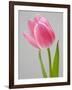 Pink Tulips-Jamie & Judy Wild-Framed Photographic Print