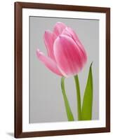 Pink Tulips-Jamie & Judy Wild-Framed Photographic Print