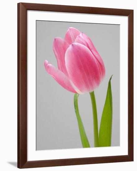 Pink Tulips-Jamie & Judy Wild-Framed Photographic Print