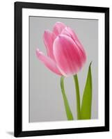 Pink Tulips-Jamie & Judy Wild-Framed Photographic Print