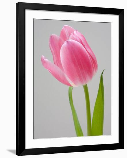 Pink Tulips-Jamie & Judy Wild-Framed Photographic Print