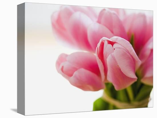 Pink tulips-Ada Summer-Stretched Canvas