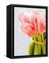 Pink tulips-Ada Summer-Framed Stretched Canvas