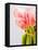 Pink tulips-Ada Summer-Framed Stretched Canvas