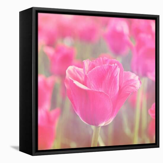 Pink Tulips-melking-Framed Stretched Canvas