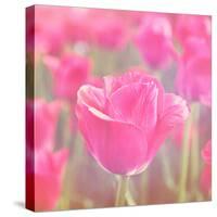 Pink Tulips-melking-Stretched Canvas