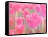 Pink Tulips-melking-Framed Stretched Canvas