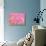 Pink Tulips-melking-Stretched Canvas displayed on a wall