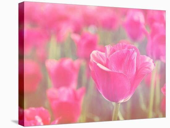 Pink Tulips-melking-Stretched Canvas