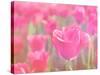 Pink Tulips-melking-Stretched Canvas