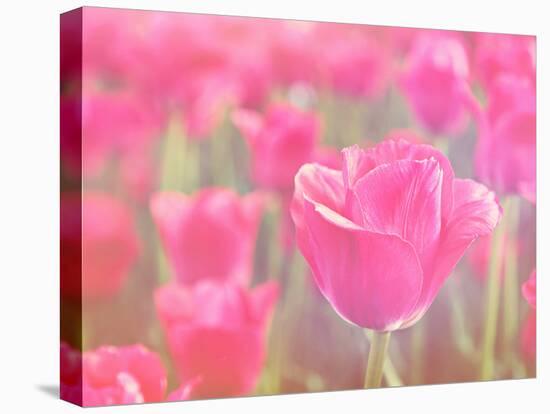 Pink Tulips-melking-Stretched Canvas