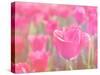 Pink Tulips-melking-Stretched Canvas