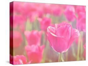 Pink Tulips-melking-Stretched Canvas