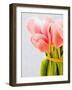 Pink tulips-Ada Summer-Framed Photographic Print