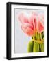 Pink tulips-Ada Summer-Framed Photographic Print