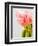 Pink tulips-Ada Summer-Framed Photographic Print