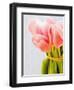 Pink tulips-Ada Summer-Framed Photographic Print