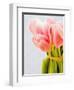 Pink tulips-Ada Summer-Framed Photographic Print