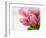 Pink tulips-Ada Summer-Framed Photographic Print