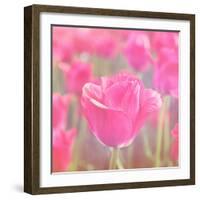 Pink Tulips-melking-Framed Photographic Print