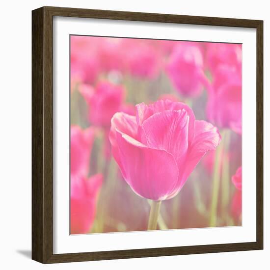 Pink Tulips-melking-Framed Photographic Print