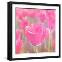 Pink Tulips-melking-Framed Photographic Print