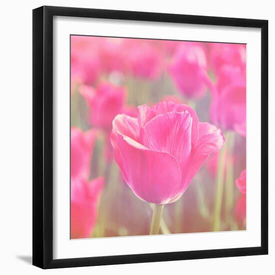 Pink Tulips-melking-Framed Photographic Print