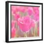 Pink Tulips-melking-Framed Photographic Print