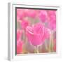 Pink Tulips-melking-Framed Photographic Print