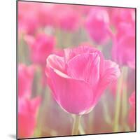 Pink Tulips-melking-Mounted Photographic Print