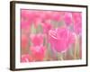 Pink Tulips-melking-Framed Photographic Print