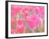 Pink Tulips-melking-Framed Photographic Print