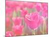 Pink Tulips-melking-Mounted Photographic Print