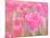 Pink Tulips-melking-Mounted Photographic Print