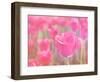 Pink Tulips-melking-Framed Photographic Print