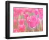 Pink Tulips-melking-Framed Photographic Print