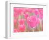 Pink Tulips-melking-Framed Photographic Print