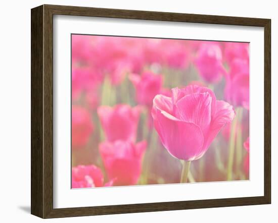 Pink Tulips-melking-Framed Photographic Print