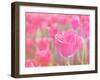 Pink Tulips-melking-Framed Photographic Print