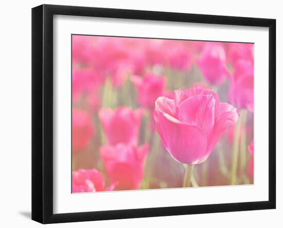 Pink Tulips-melking-Framed Photographic Print