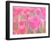 Pink Tulips-melking-Framed Photographic Print