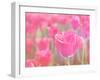 Pink Tulips-melking-Framed Photographic Print