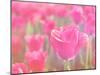 Pink Tulips-melking-Mounted Photographic Print