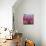 Pink Tulips-Anna Miller-Photographic Print displayed on a wall