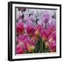 Pink Tulips-Anna Miller-Framed Photographic Print